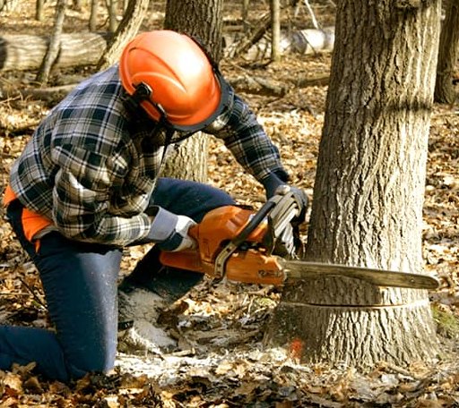 Tree Removal in Ridgway, IL